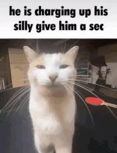 Cat Silly GIF - Cat Silly Gif GIFs