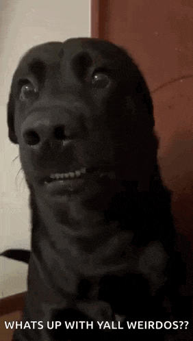 a black dog is making a funny face with the words `` whats up with yall weirdos ? ''