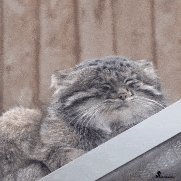 a close up of a cat with a squirrel kingdom logo on the bottom
