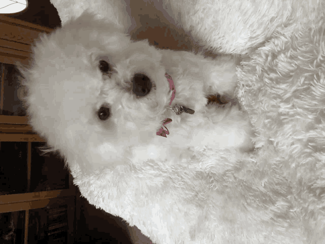 a small white dog with a pink collar is laying down on a white blanket