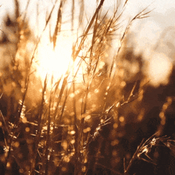 a field of tall grass with the sun shining through it