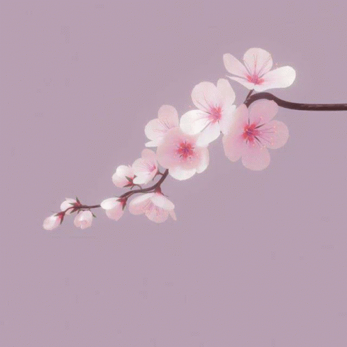Blossom GIF - Blossom GIFs
