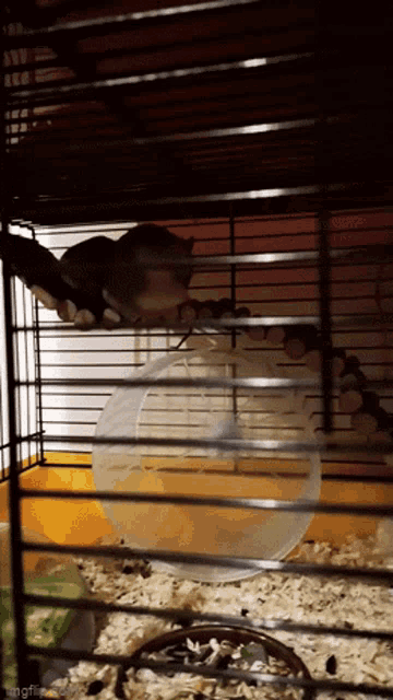 a hamster in a cage with a hamster wheel in it