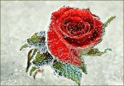 Snowy Rose GIF - Snowy Rose Winter GIFs