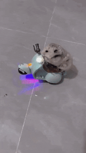 a cat is riding a toy scooter on a tile floor