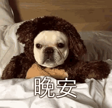 a dog wearing a teddy bear costume is laying on a bed