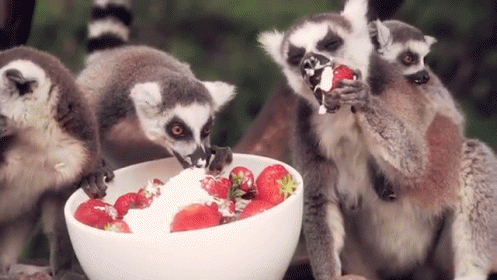 Aw Heck Yeah That'S Good GIF - Lemurs Dessert Hungry GIFs