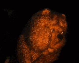 two stuffed animals are standing next to each other in the dark .