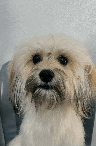 a small brown and white dog is sitting in a chair