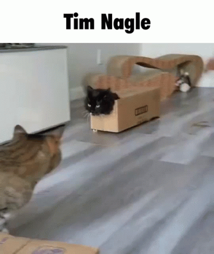 Tim Nagle Cat GIF - Tim Nagle Cat Running GIFs