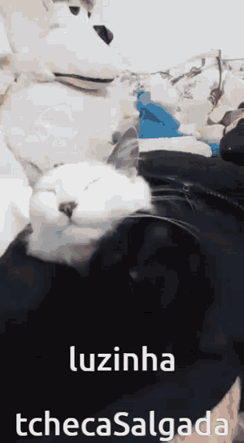 a black and white cat is laying on a person 's lap with the words luzinha tchecasalgada written below it