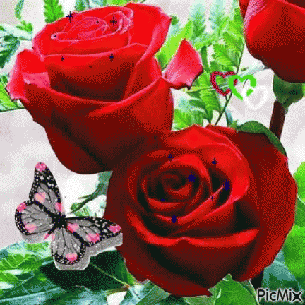 Red Roses GIF - Red Roses Flower GIFs