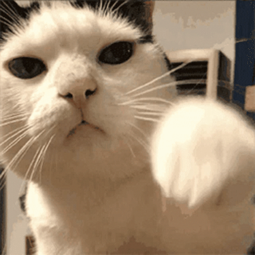 Cat Punch GIF - Cat Punch GIFs