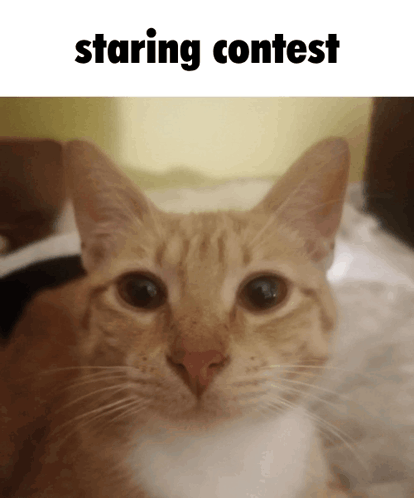 Cat Stare GIF - Cat Stare Staring Contest GIFs