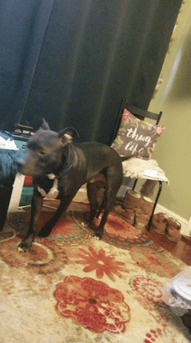 Dog Tail Wagging GIF - Dog Tail Wagging Looking GIFs