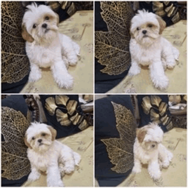 a collage of four pictures of a small white dog with brown ears