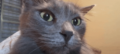a close up of a cat looking at the camera