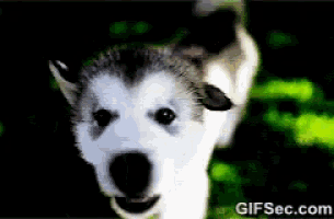 a close up of a husky dog with gifsec.com written on the bottom right