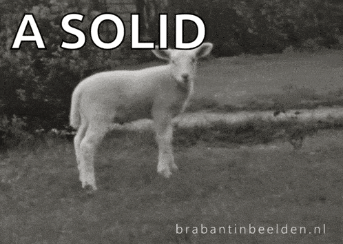 a black and white photo of a baby sheep with the words a solid above it