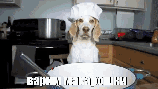 a dog wearing a chef 's hat is standing next to a pot of macaroni and cheese