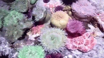 Water Corals GIF - Water Corals Sea GIFs