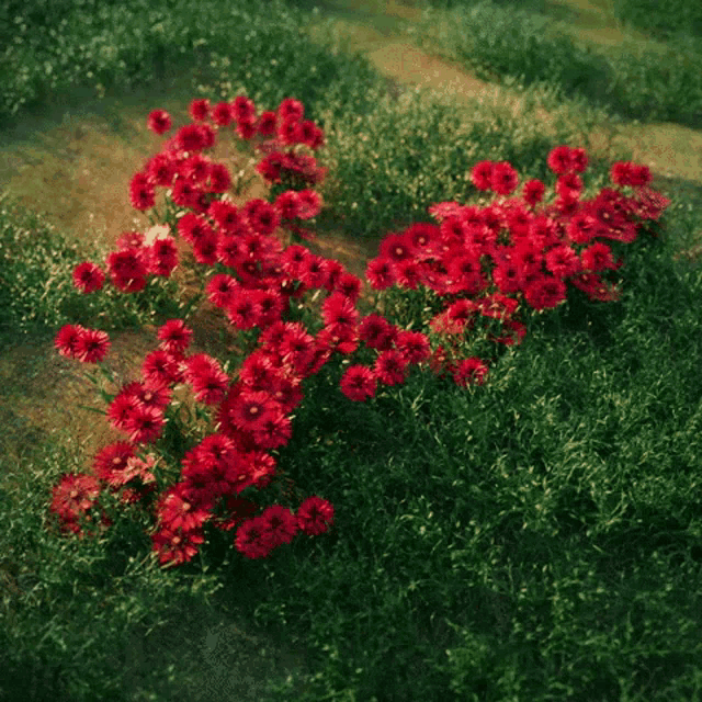 a bunch of red flowers growing in a field