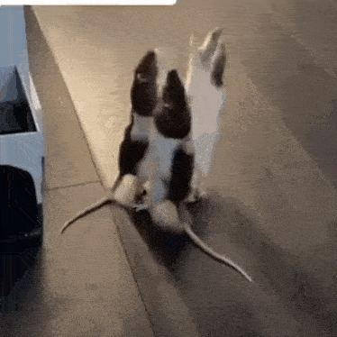 Rats Cheese GIF - Rats Cheese Begging GIFs