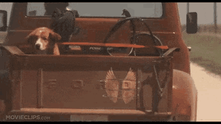 a dog is riding in the back of a truck .