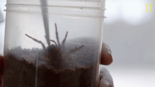 Waking Up The Spider National Geographic GIF - Waking Up The Spider National Geographic A Spider With Mites GIFs