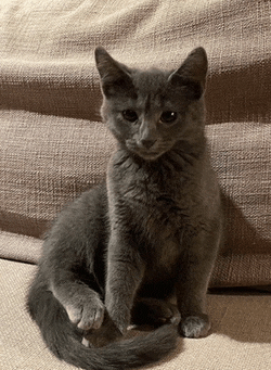 a kitten is sitting on a couch and looking at the camera
