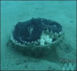 Octopus Hiding GIF - Octopus Hiding Running Away GIFs