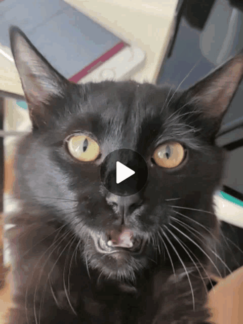a close up of a black cat with a play button on its face