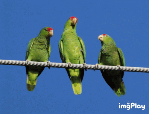 Parrot Parrots GIF - Parrot Parrots Zoom GIFs