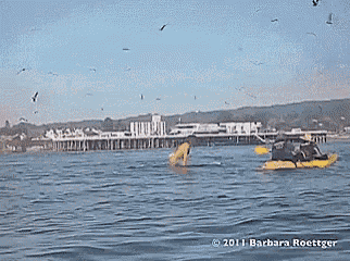 Whale Water GIF - Whale Water Kayak GIFs