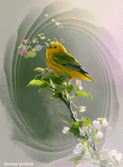 a yellow bird is perched on a tree branch with the name quetzal gelasia below it