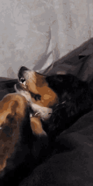 a brown and black dog laying on a bed
