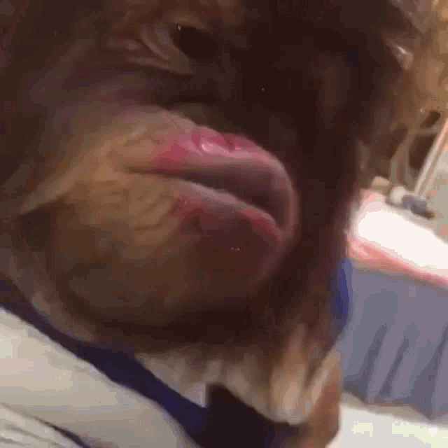 Monkey Kiss GIF - Monkey Kiss GIFs