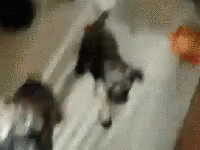 Puppies Happy GIF - Puppies Happy Excited GIFs