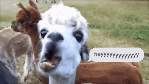 Heyy Llama GIF - Heyy Llama Eating GIFs