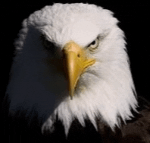 a bald eagle with a yellow beak is looking at the camera in the dark .