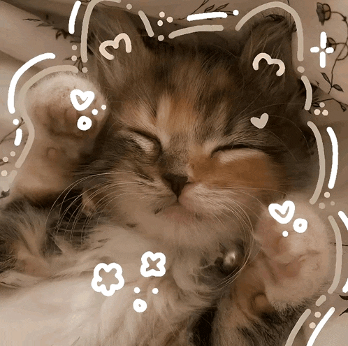 a kitten is sleeping with hearts and the letter e on its face