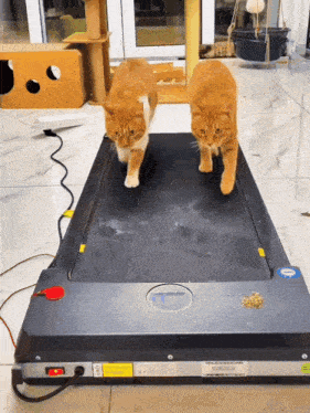 two cats are running on a treadmill that has a label that says ' t ' on it
