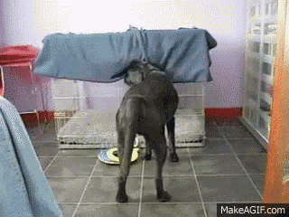 a dog standing on a tiled floor with a makeagif.com watermark on the bottom left
