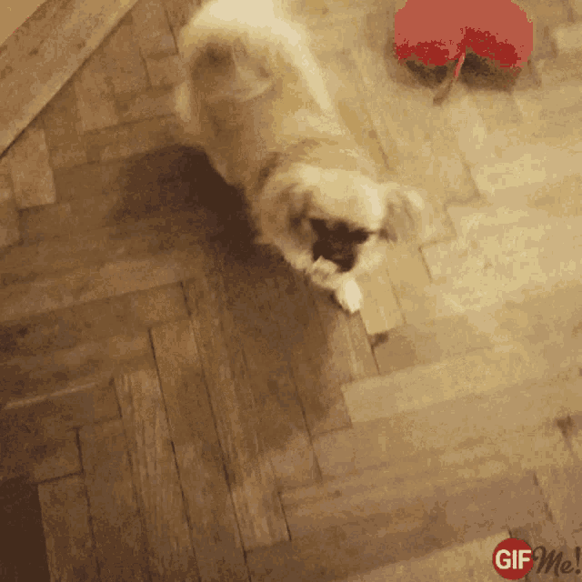 a dog standing on a wooden floor with a red heart in the background
