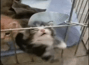Stop Cat GIF - Stop Cat Meow GIFs