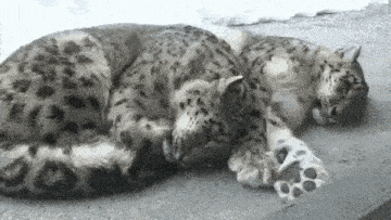 two snow leopards are laying on the ground .
