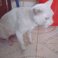a white dog standing on a tiled floor