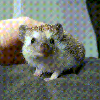 a small hedgehog is being held in someone 's hand and looking at the camera