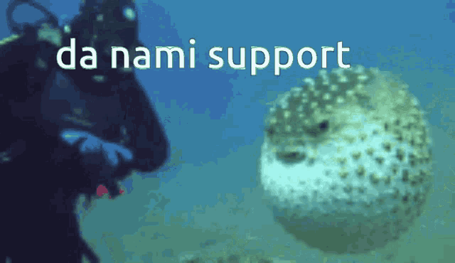 a scuba diver is looking at a puffer fish and the words da nami support are visible