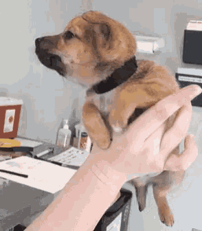 Puppy Swimming GIF